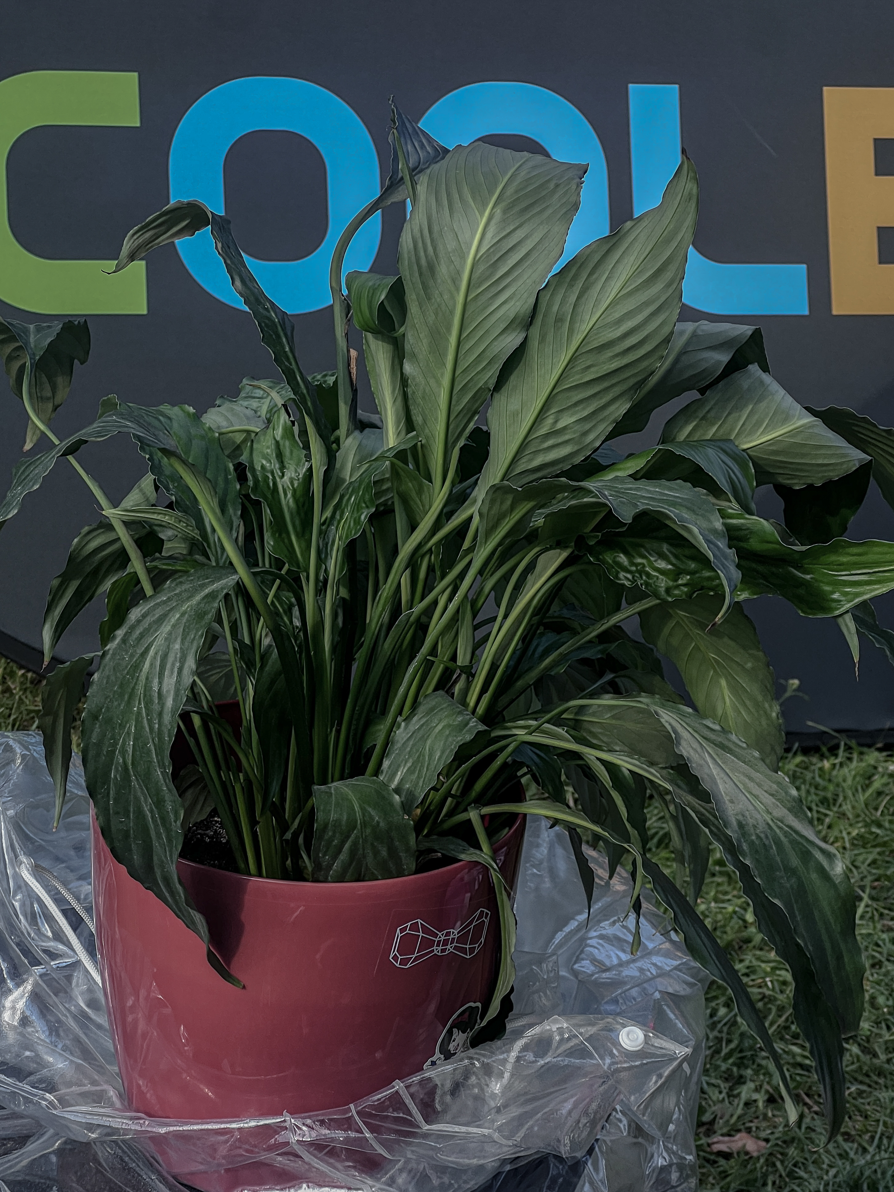 Õllesummer 2025 — visitors and team